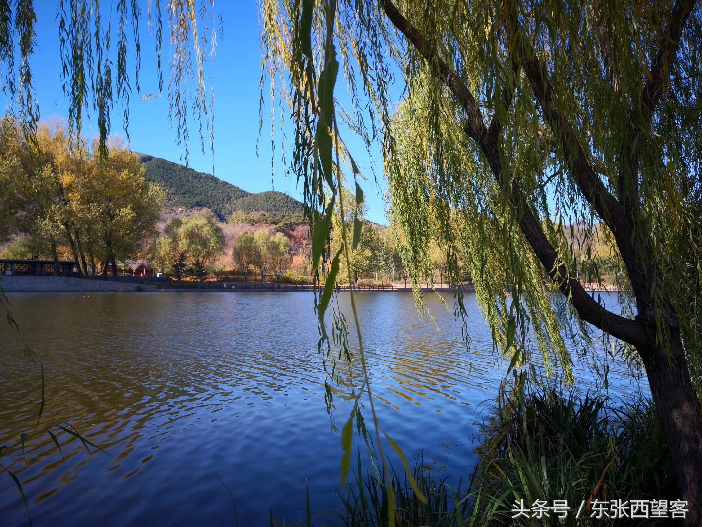 垂柳七绝图片,湖边垂柳七绝