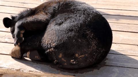 森林动物园多高收门票,森林动物园套票价格表