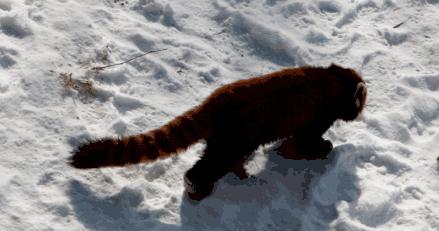 森林动物园多高收门票,森林动物园套票价格表