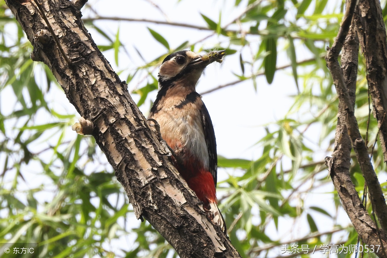 小学语文1-6年级阅读理解22,小学语文1-6年级阅读理解答题技巧
