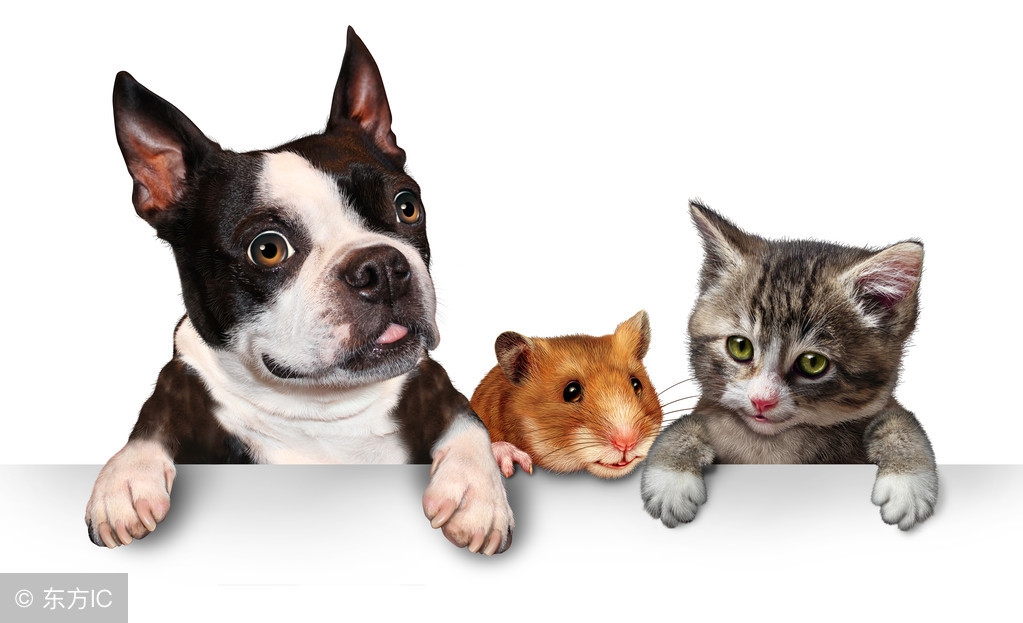 罗威纳犬和藏獒打架,罗威纳犬咬架的怎么能让它松口