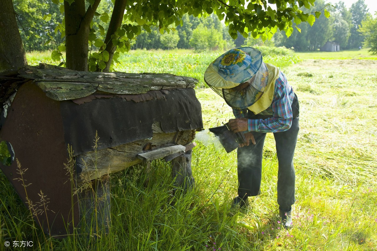 真蜂蜜掺假蜂蜜会怎样,真蜂蜜掺假蜂蜜