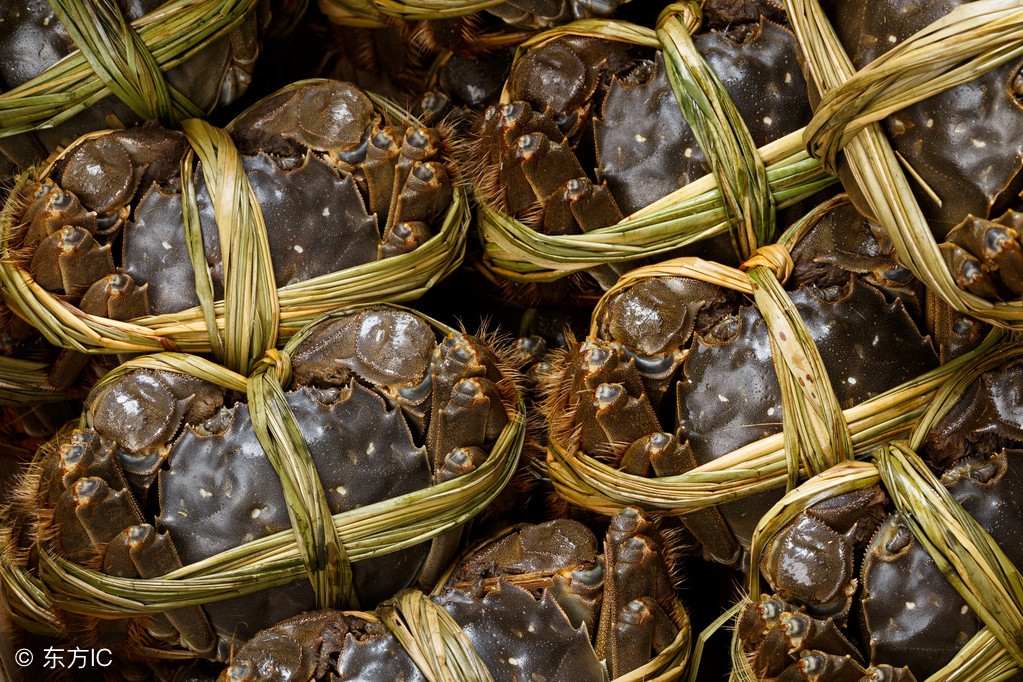 河蟹怎么养才不会死,自来水养河蟹缺氧什么状态