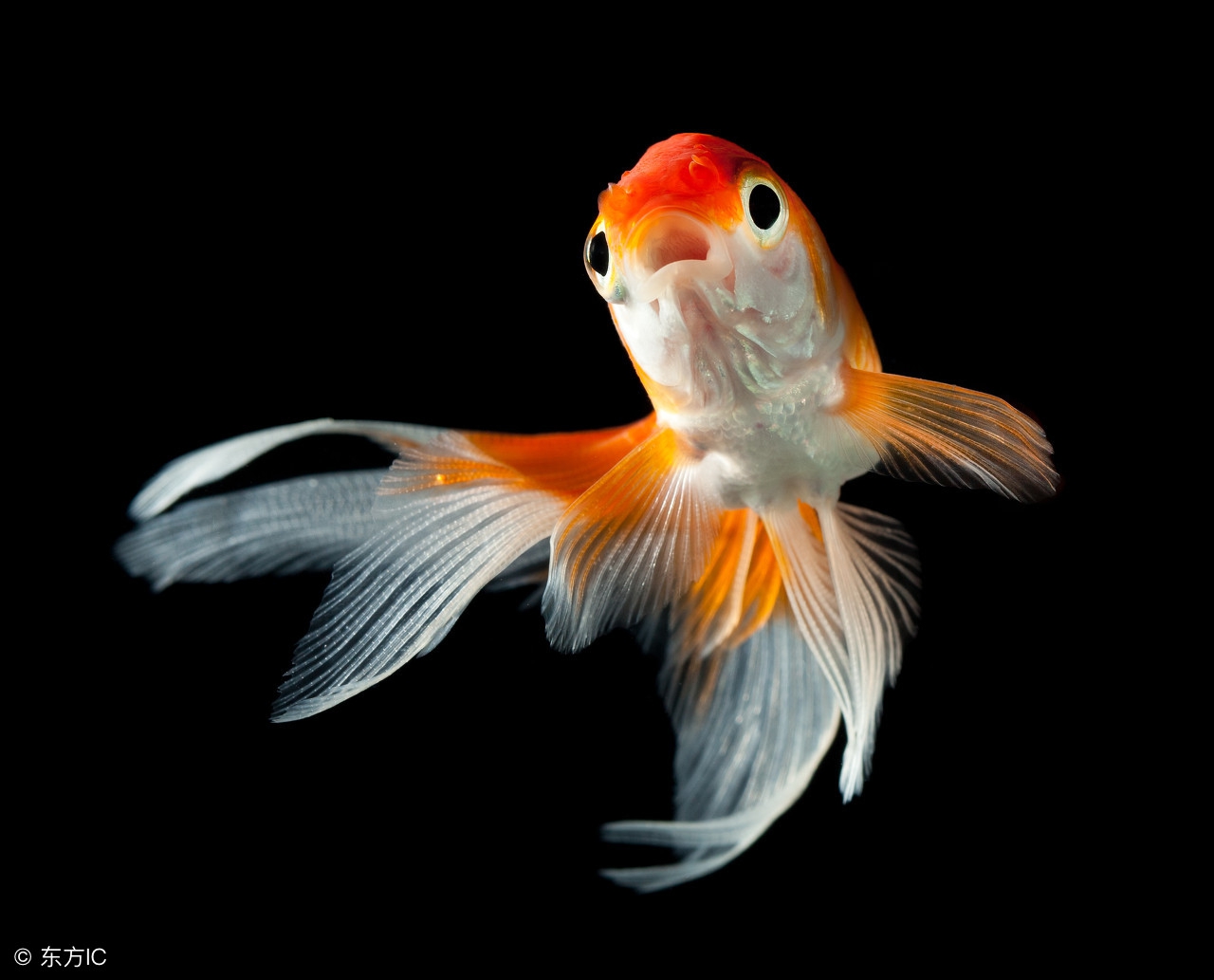 十大新手好养的冷水鱼,十大适合新手养的南方小型冷水鱼