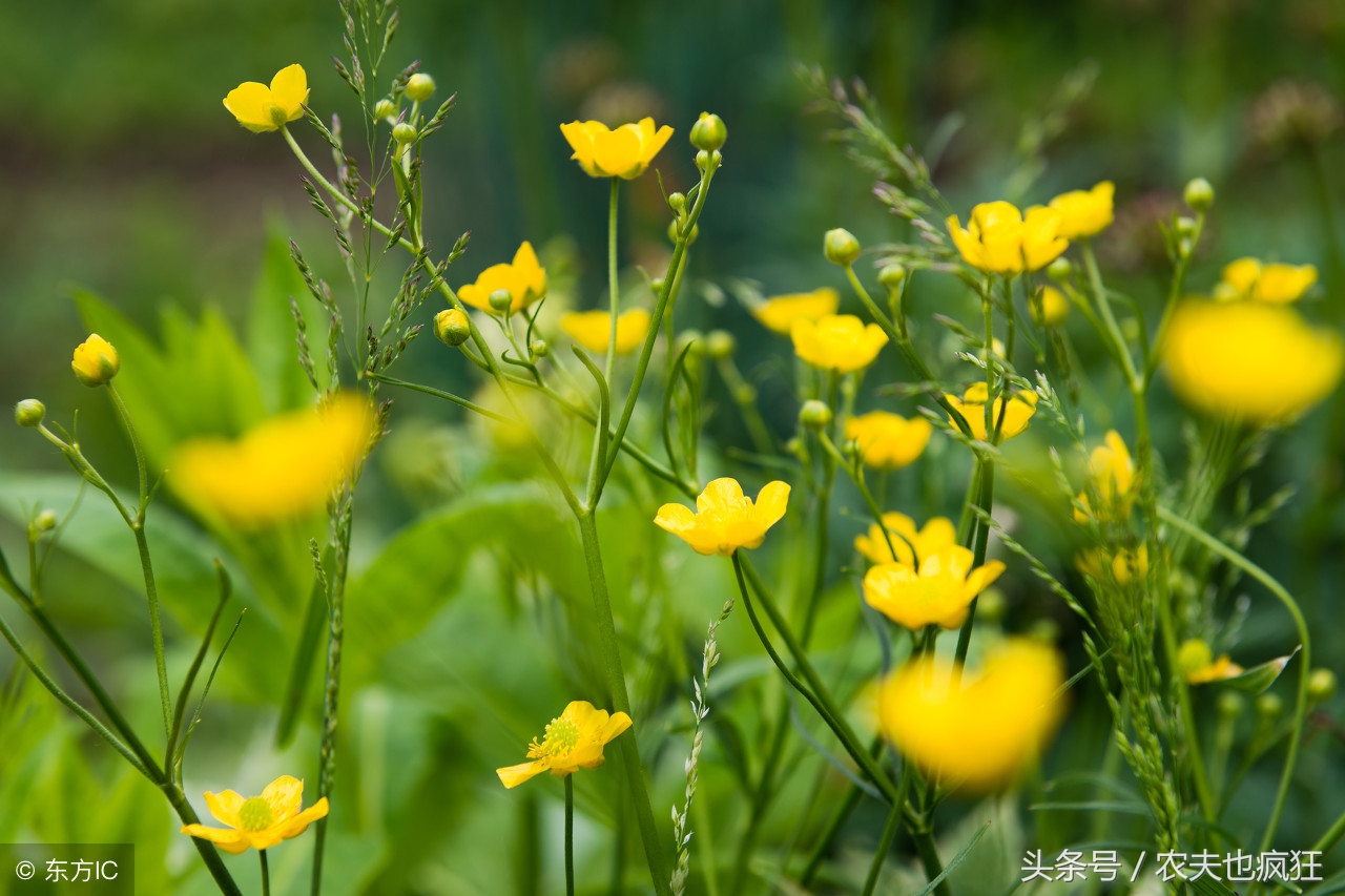 关于立春的俗语农谚有哪些,立春遇上倒春寒农谚咋说