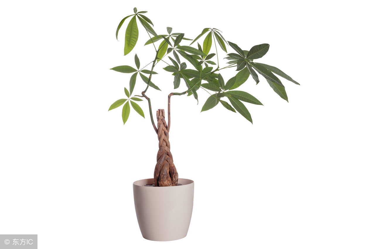 适宜在办公室养的大型花卉,45种常见花卉盆栽的养殖技巧