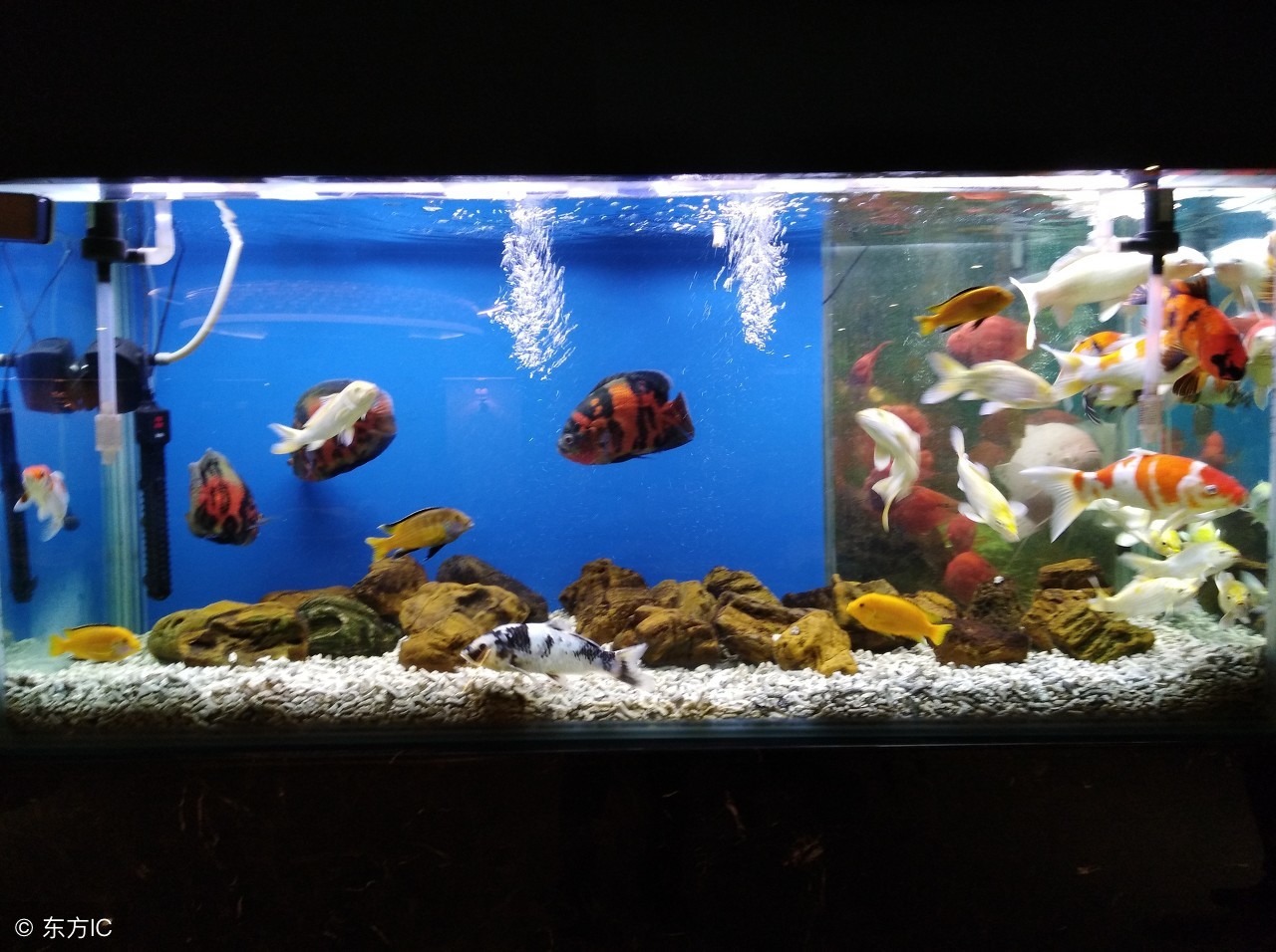 观赏鱼过度喂养会出现什么问题,养观赏鱼一定要用硝化细菌吗