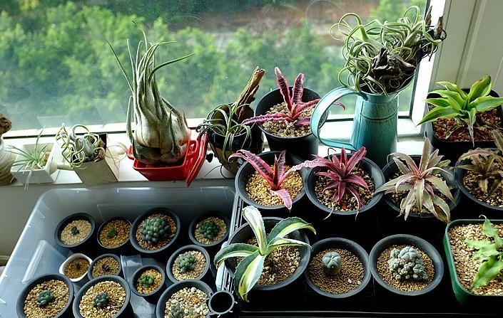 多肉根部没法全部埋进土里怎么办,多肉根部长了几个小肉肉如何养护