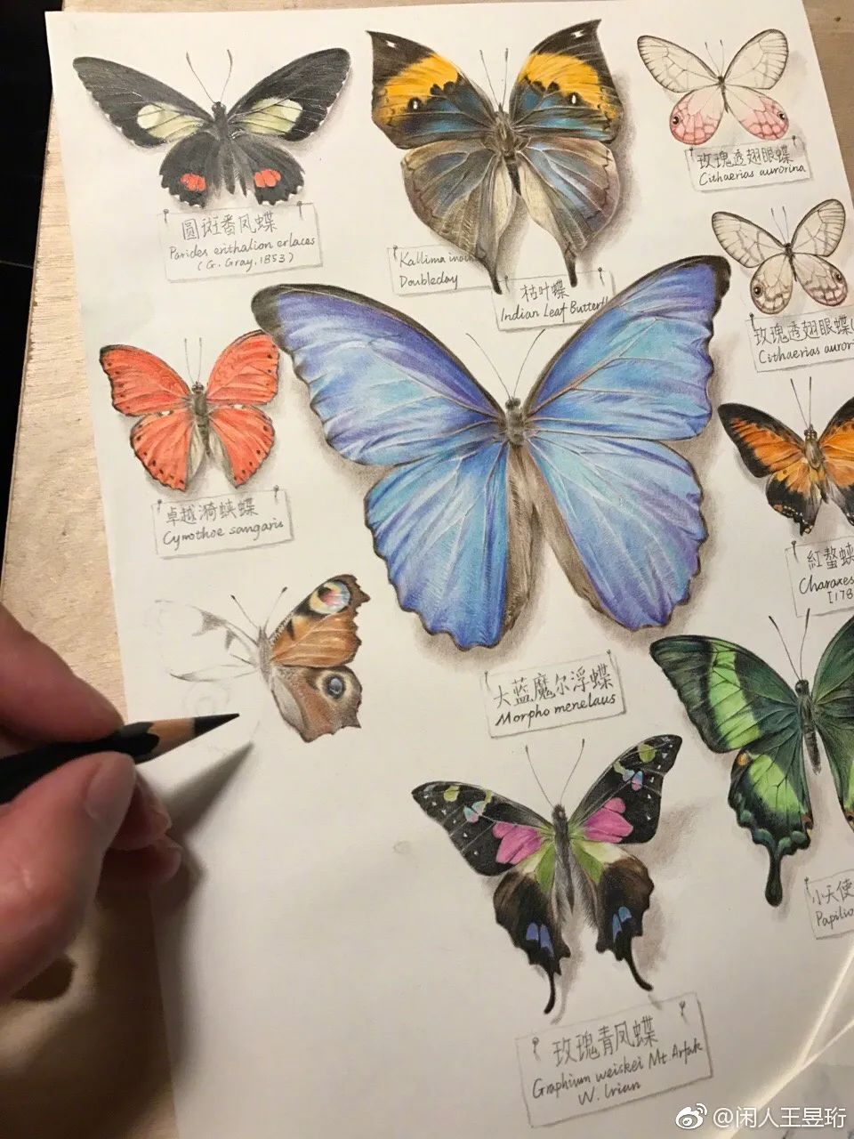 王昱珩上学经历,清华毕业的王昱珩