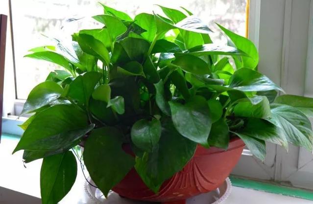 打完豆浆的豆渣如何做肥料,豆浆的豆渣能当肥料吗