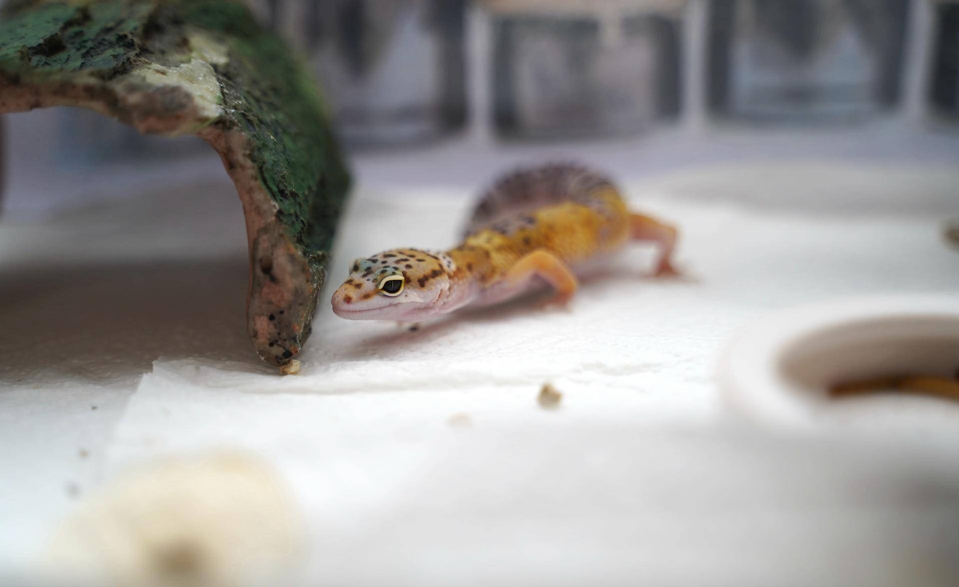 饲养可爱又呆萌傻傻的豹纹守宫,如何饲养好一只豹纹守宫