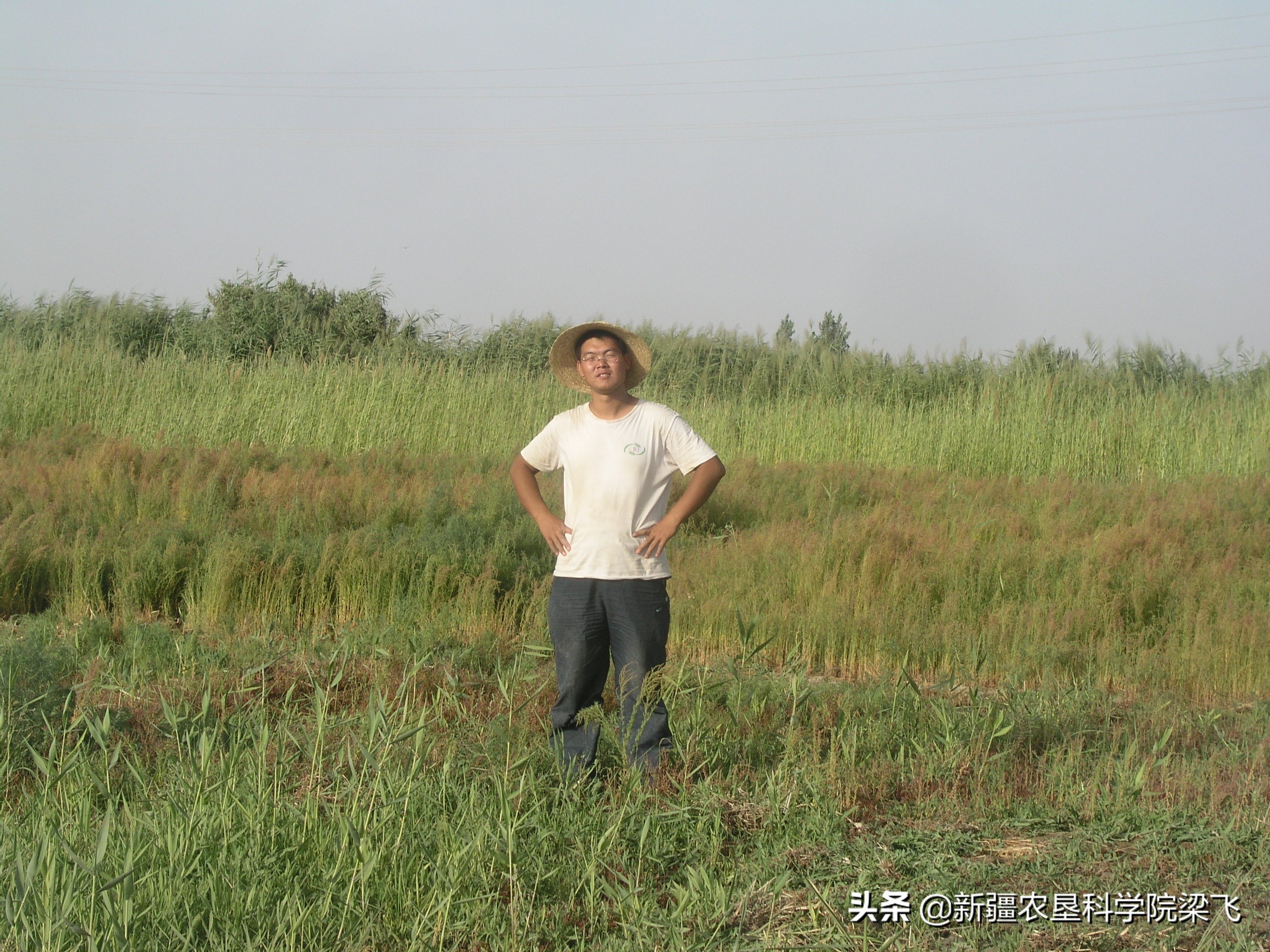 盐角草与碱蓬的区别,盐地碱蓬改良盐碱地