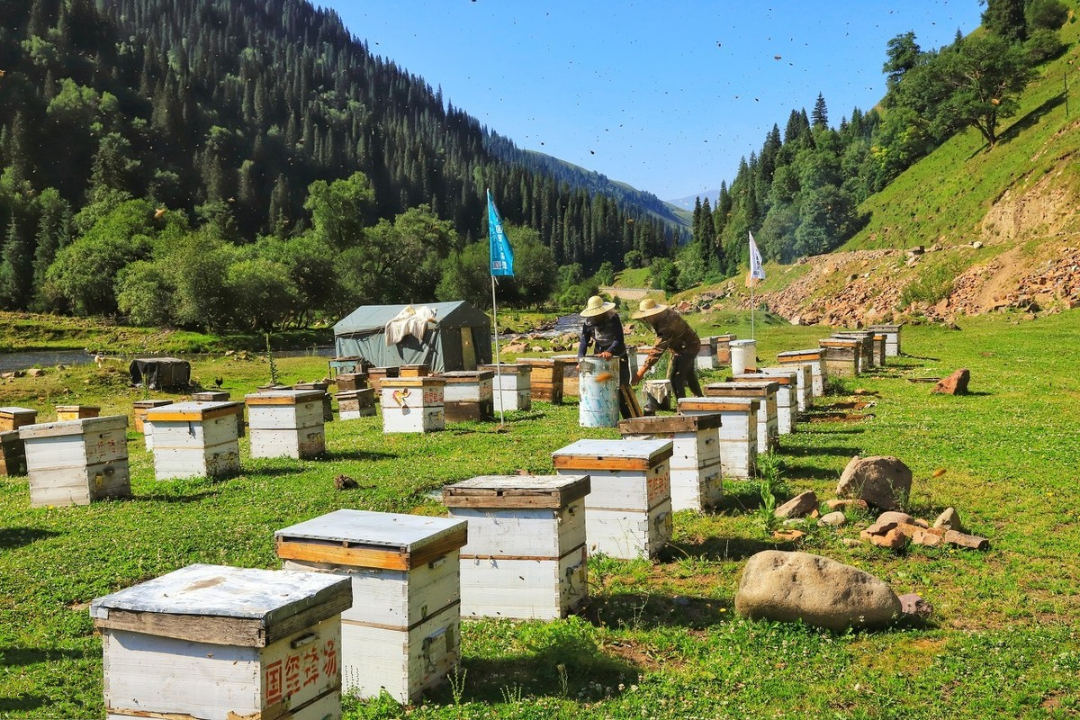 一批蜂喂多少蜜糖才能保证越冬,越冬蜂群巢温多少度最佳