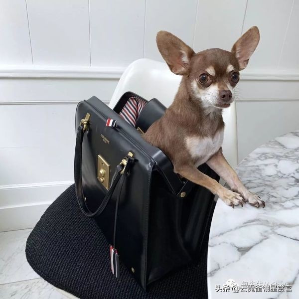 好看又大的宠物包,超好看的宠物包