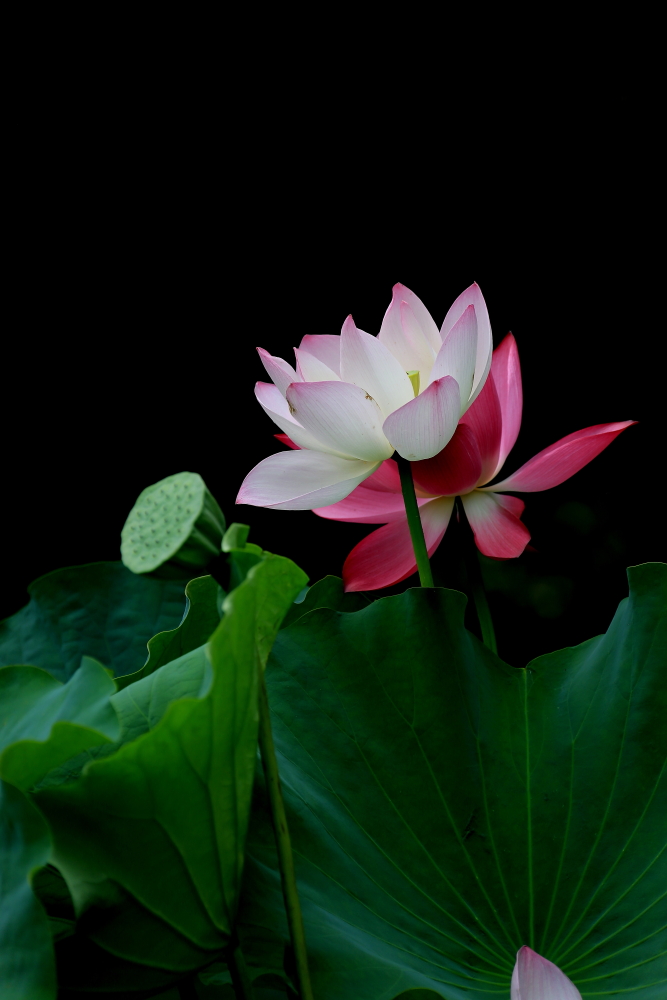 山楂树口琴吹奏g调,复音口琴演奏山楂花