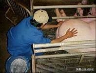 母猪难产超12小时最快解决办法,母猪产仔慢有什么办法吗