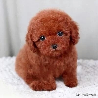 教狗狗装死怎么教,怎么教狗狗装死的动作