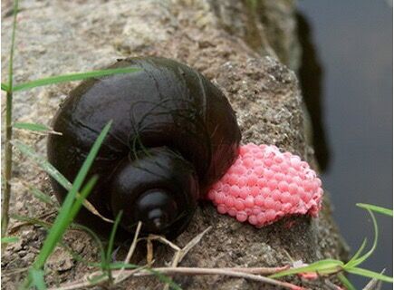 大量巴西龟,大量巴西龟最后到哪了