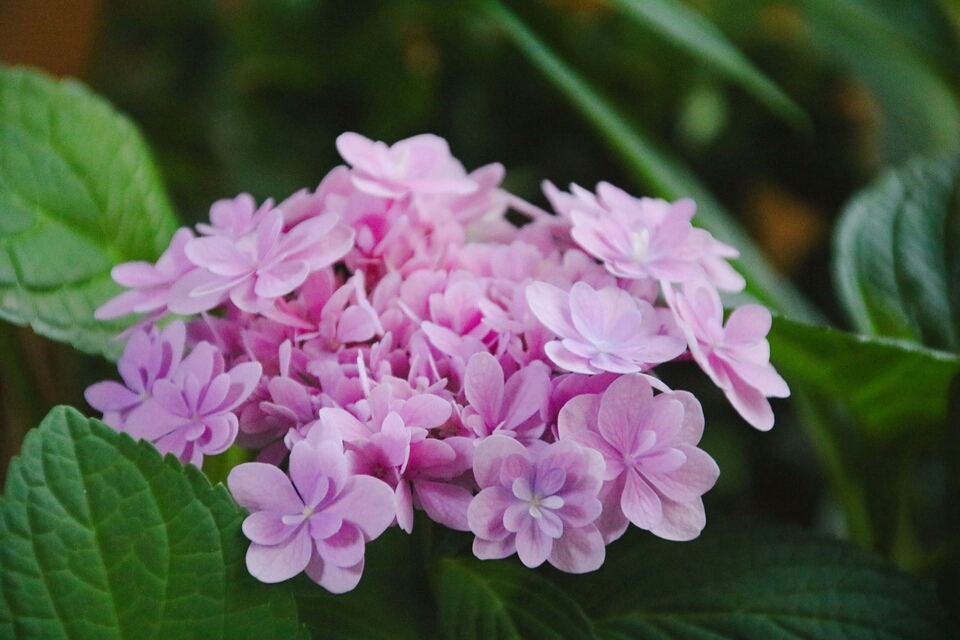 绣球花枝叶出芽慢怎么回事,绣球花芽变叶芽是怎么造成的