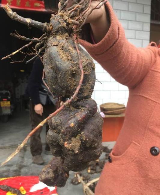 陕西秦岭大山里的制何首乌,陕西秦岭制何首乌