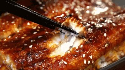 鳗鱼禁捕,鳗鱼繁殖之谜至今无法破解