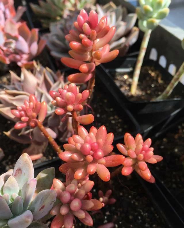 好养又易爆盆的多肉,多肉爆盆小仙人球