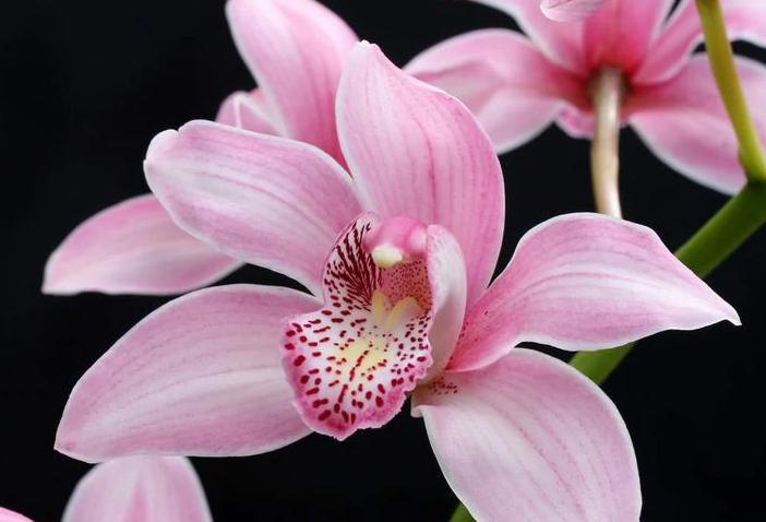 值得收藏的兰花品种有哪些图片,最好的兰花品种图片大全欣赏