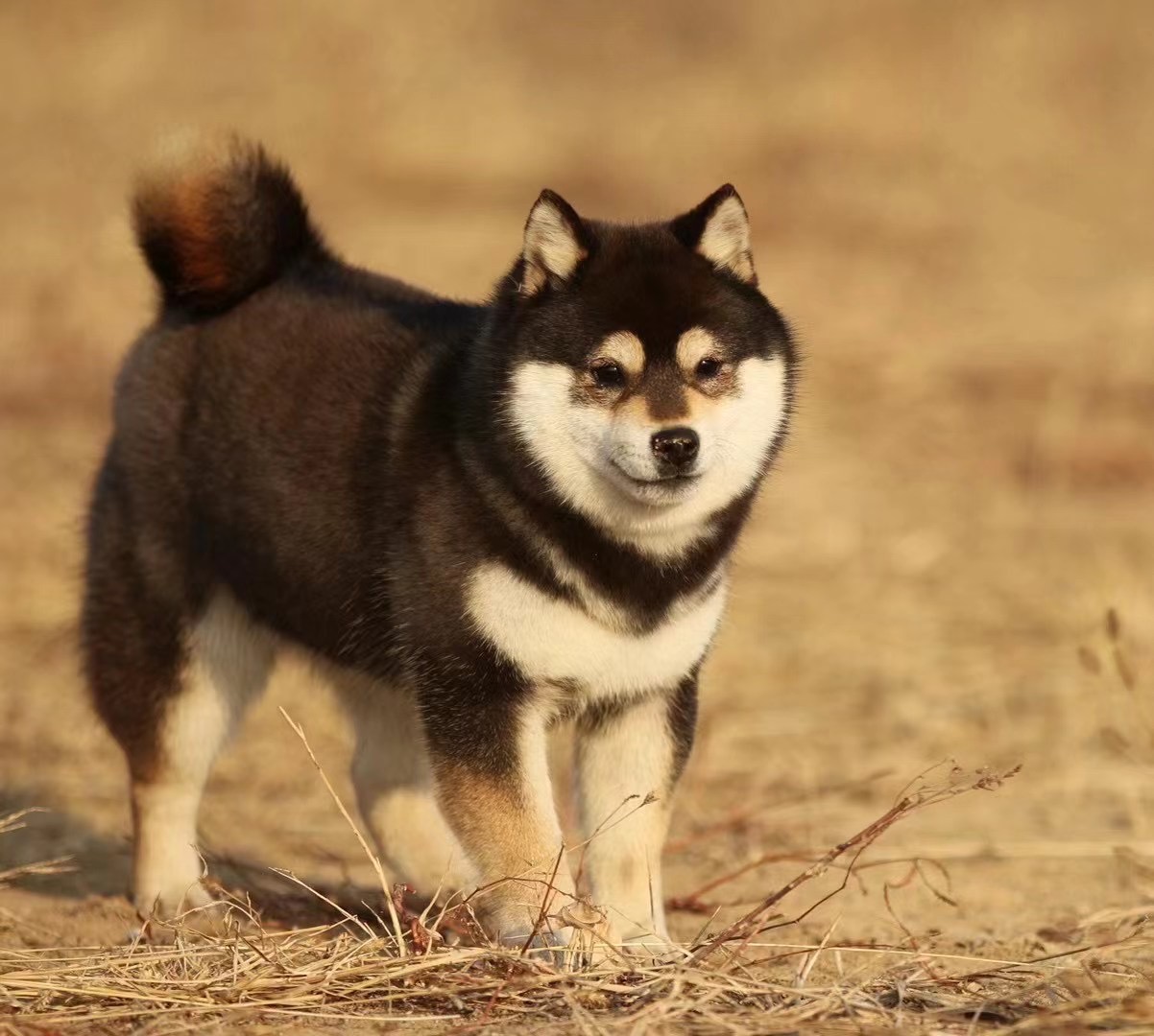 买柴犬要去正宗繁殖柴犬的犬舍,去哪里买柴犬放心