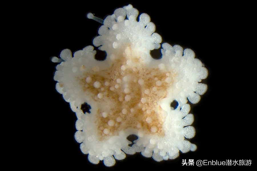 40种奇葩的海星,18种恐怖的海星