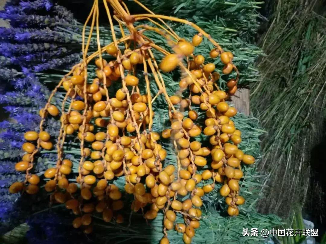 春天花市有哪些花材,便宜又大把的花材有哪些