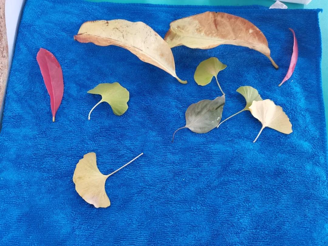 「北社向阳实验室」DIY叶脉书签,探索叶子的秘密,一