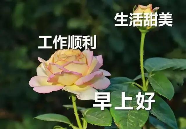 问好表情包｜我喜欢你，像日月轮流交替，不理朝夕