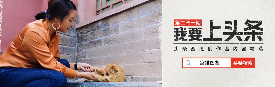 二十多岁进宫,在紫禁城中撸猫8年,她揭开了不为人知的故宫往事