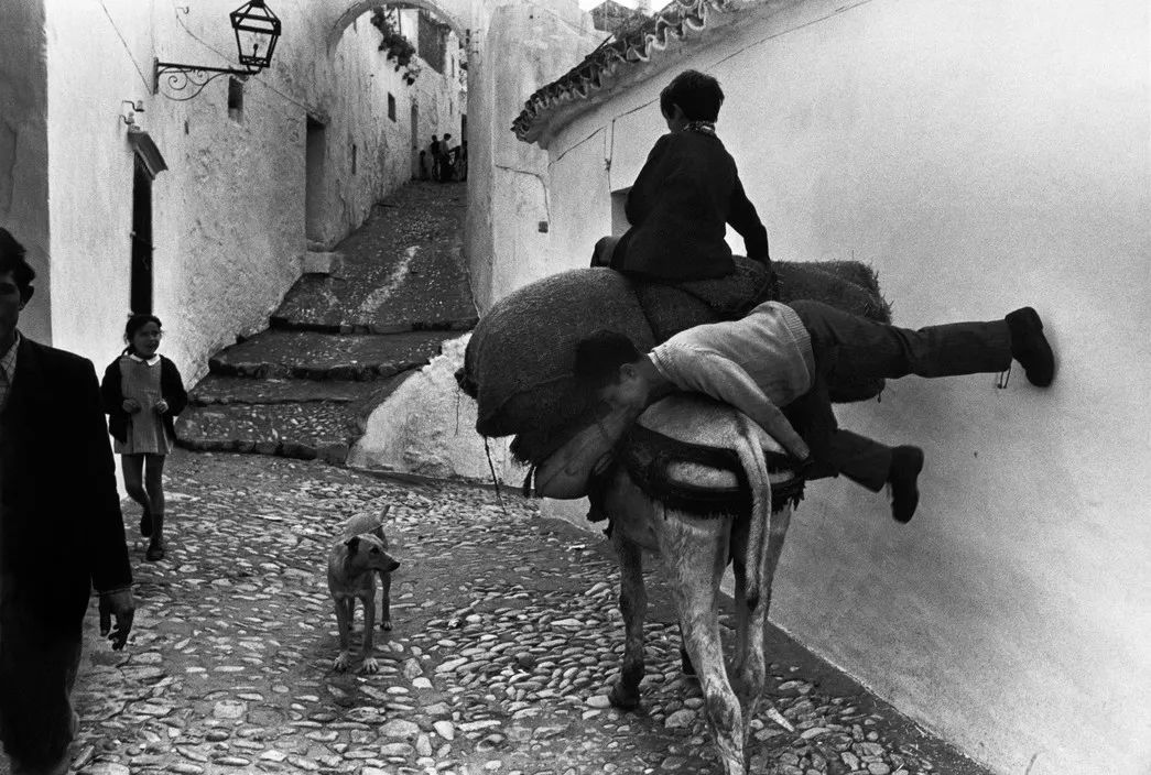 犬的记忆｜世界摄影经典