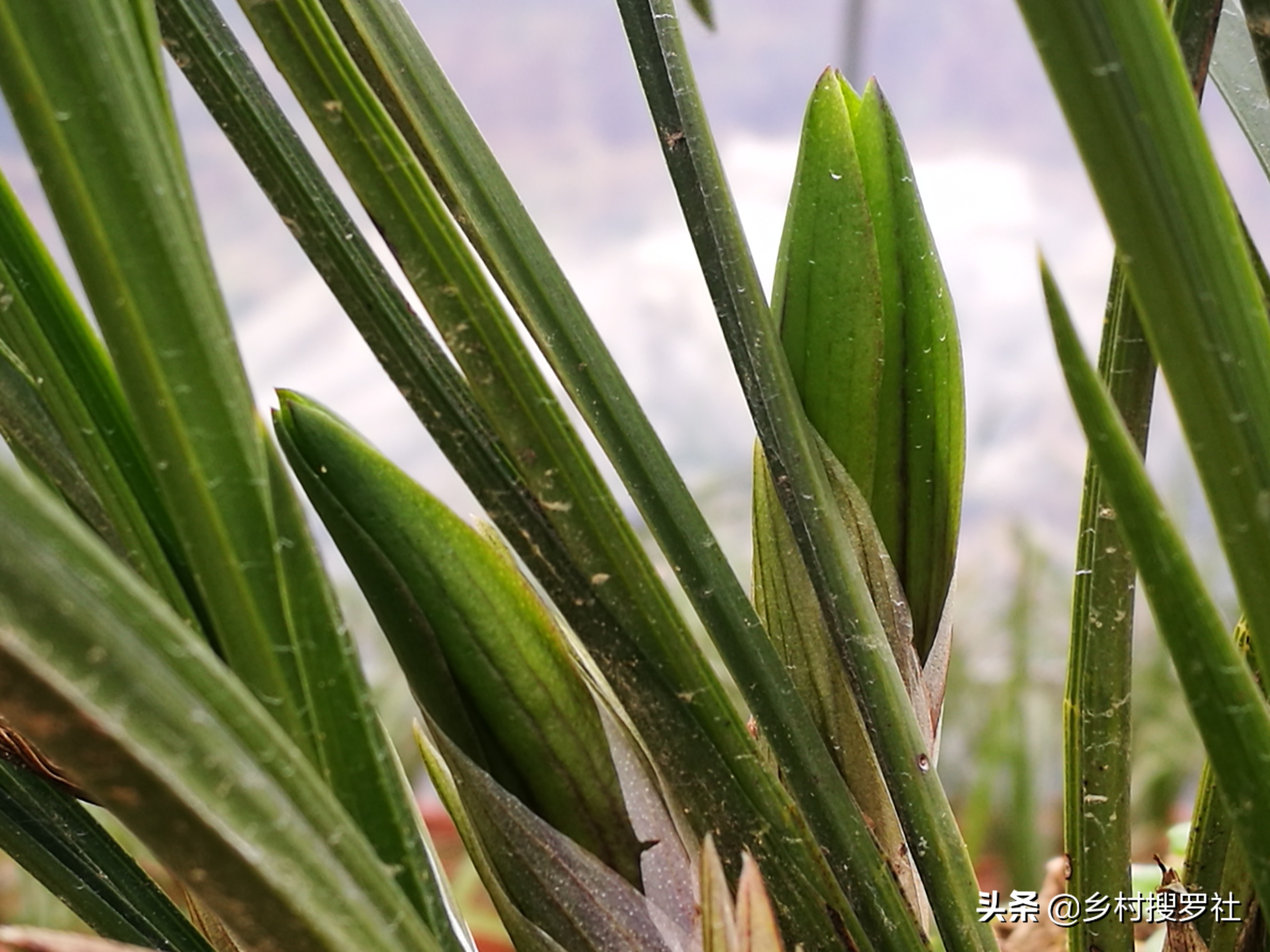 兰花出花苞冬季怎么管理和养护,兰花有花苞后如何养护和管理