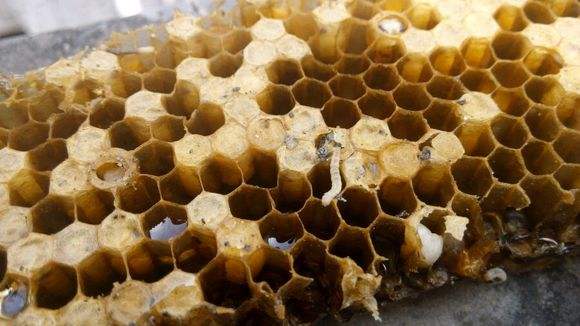 蜜蜂养殖为何蜂箱中生虫子,蜜蜂为什么会有巢虫