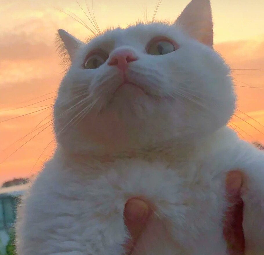 哪种田园猫最值得养,很多人对中华田园犬有些误解