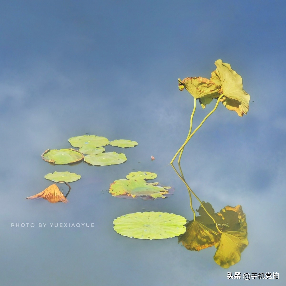 荷花开放加人像特效,荷花特效加照片