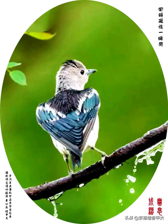 甲夫原创/詩語漫評：交颈相戏摇曳风姿，倾身顾盼生韵生情