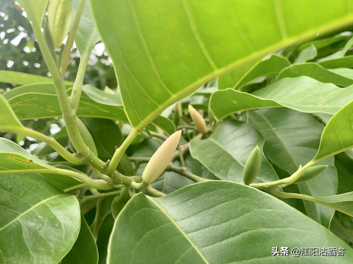 泸州五月多芬芳，黄桷兰香气质雅，这是沽酒客眼里的花中君子