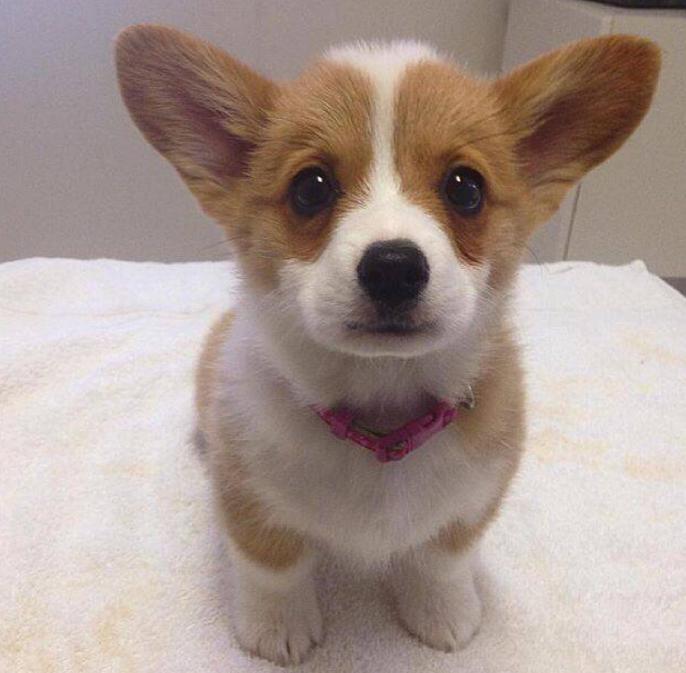 怎么给柯基配餐,如何正确为柯基搭配营养餐