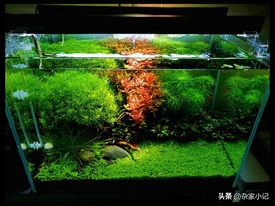 养水草基本功,养水草大概几周生长