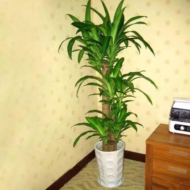 种什么蔬菜可吸甲醛,坪地吸甲醛的植物