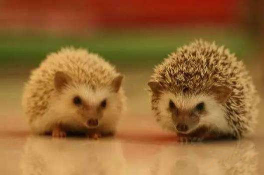 职场中遇到拿领导压自己的人,职场上领导打压下属惯用手段