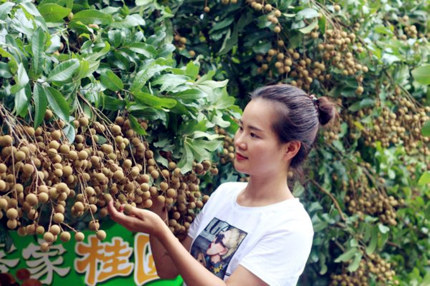 广西玉林博白龙眼丰收时节,广西博白龙眼几月份可以摘