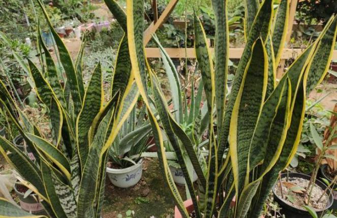 什么花可以放在卧室内养,什么花能净化空气适合在室内养