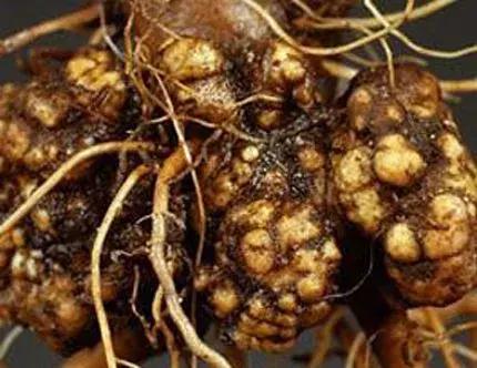 根瘤病的植物如何处理,园林根腐病如何防治