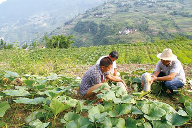 南瓜疯长不结果怎么办,南瓜生长过旺不开花结果怎么办