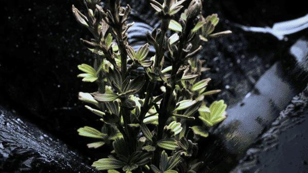 明星平价护肤安利？不她们真正用的是这些贵妇面霜究竟好在哪？