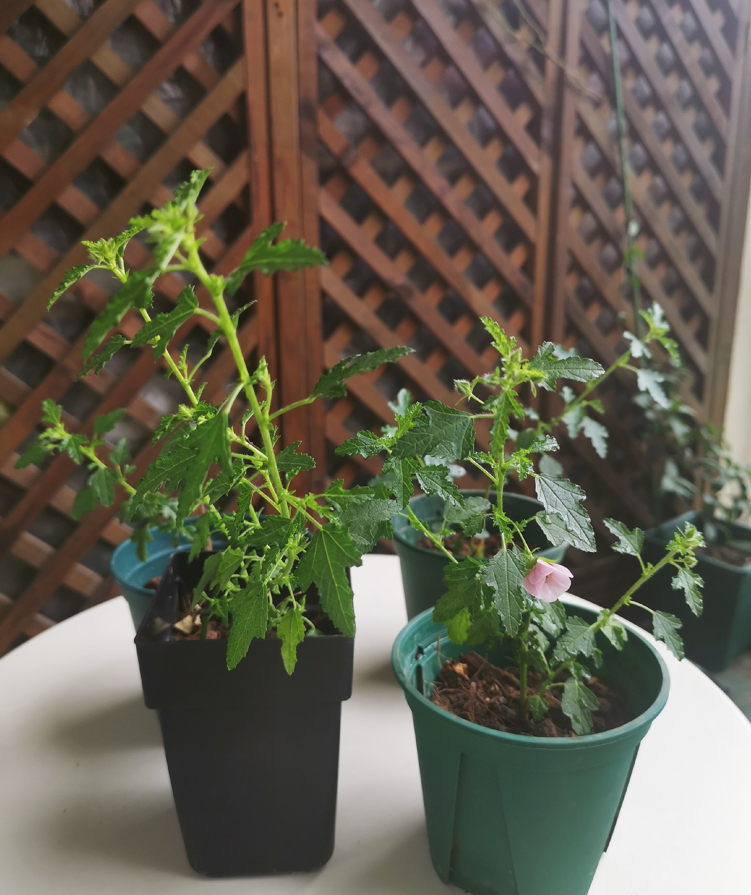 春天养玛格丽特菊花,春天养一盆草花